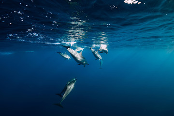 Wall Mural - Spinner dolphins underwater in ocean