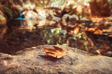 Poster - Autumn leaf