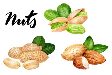 Wall Mural - Peanut pistachio almond set composition watercolor isolated on white background