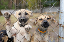 Sad Twin Stray Puppies Standing Inside Of The Open Air Cage Behind Bars And Looking At. Municipal Animal Shelter