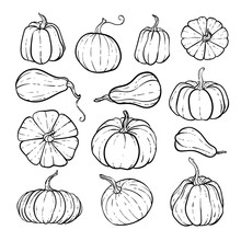 Set Of Decorative Black And White Pumpkins. Hand Drawn Sketch Vector Autumn Illustration. Thanksgiving Day, Halloween Holiday Background. Harvest