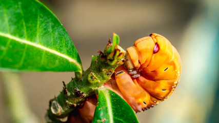 detail closeup of orange caterpillar eating the leaves