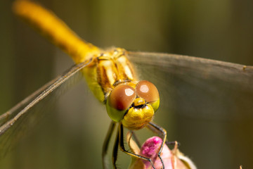 Wall Mural - Macro of the juvenile vagrant darter (Sympetrum vulgatum) - yellow dragonfly sitting on a rose