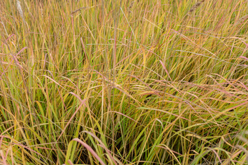 Autumn grass closeup on a cloudy afternoon