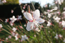 Tiny White Flowers Of Gaura Lindheimeri Or Whirling Butterflies In The Morning Sun Macro