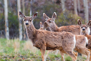 mule deer herd on a snowy morning