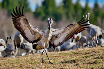 Canvas Print - After successful touchdown, last step is to use air breaks to complete the landing.