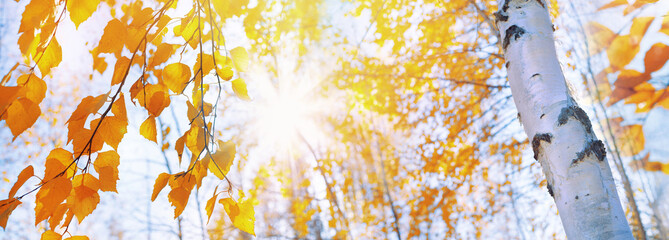 Wall Mural - Branches of  birch with yellow leaves in autumn park. Hanging yellow birch leaves in the sun