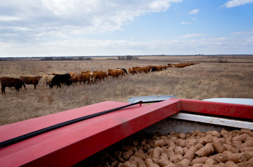 Supplemental feed for cattle in winter shown in hopper