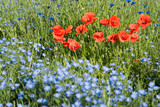 Fototapeta Kwiaty - prairie au printemps de coquelicots et bleuets