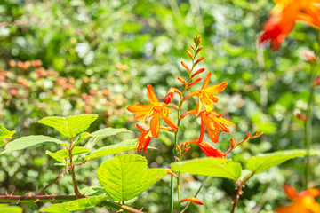 Wall Mural - Blooming Crocosmia Flowers on Vivid Green Background