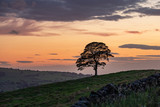 Fototapeta Sawanna - Silhoutee of Alone Tree Against Colourful Twilight Sky