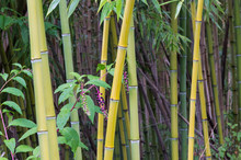 Stem Of Green Bamboo In Garden