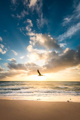 Wall Mural - sunset on the beach with a bird flying by