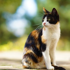 Wall Mural - Tricolor kitty lies on the stone floor in autumn garden, domestic animals relax outdoor, maneki neko cat