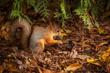 Fototapeta Paryż - squirrel in the forest under a tree sits and nibbles a nut, fluffy tail, stocks for the winter