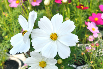 Wall Mural - white cosmos flower