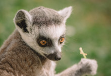 Cute Ring Tailed Lemur Baby