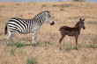 Rare zebra foal with polka dots (spots) instead of stripes, named Tira after the guide who first saw her, with her mother.  Image taken in the Maasai Mara National Park in Kenya.