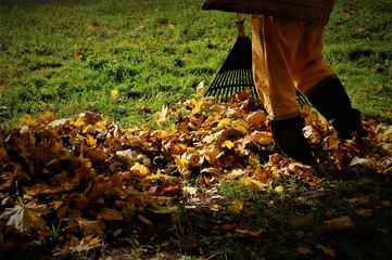 cleaning of fallen leaves on a Sunny autumn day