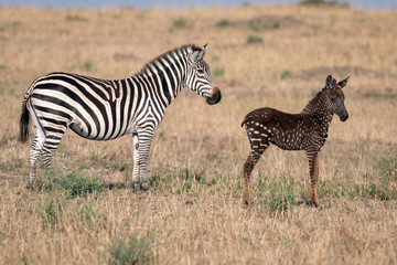 Wall Mural - rare zebra foal with polka dots (spots) instead of stripes, named tira after the guide who first saw