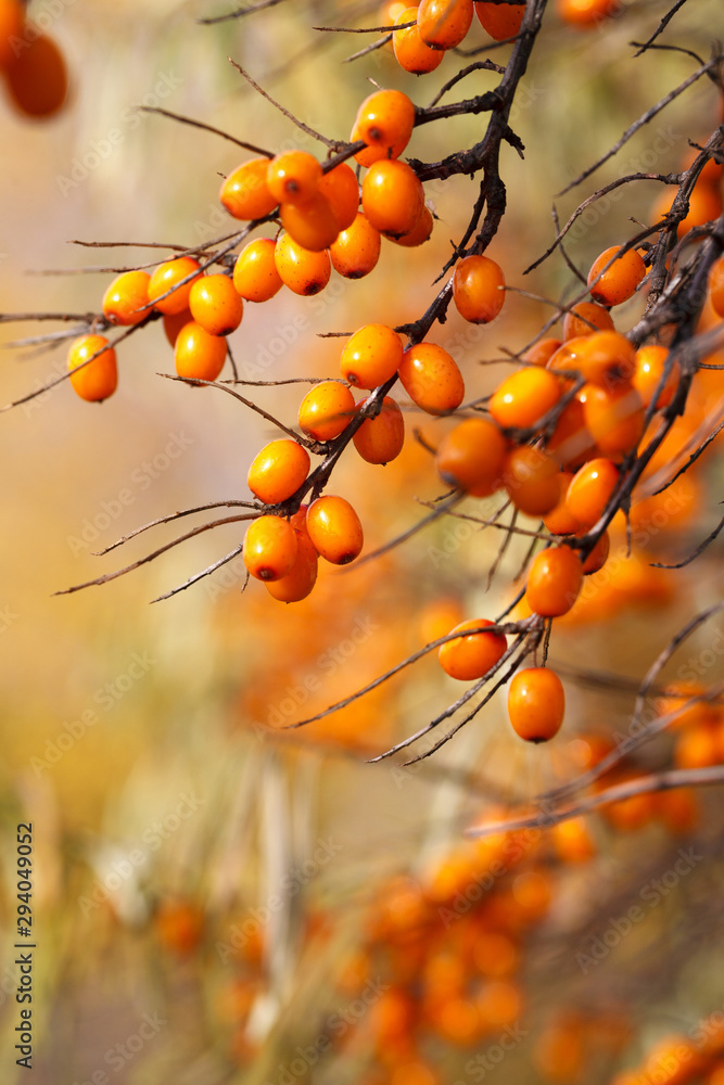 Branch with sea buckthorn berries and yellowing leaves on a background of yellow trees - obrazy, fototapety, plakaty 