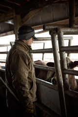 Wall Mural - Cowboy inspecting cattle in winter