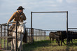 Rancher on horseback rounding up bulls
