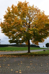 Poster - perfekter schöner Herbstbaum