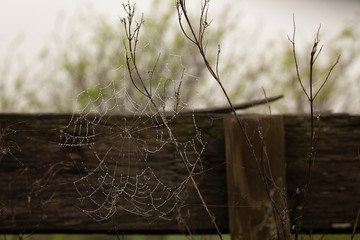 Spider web covered in dew