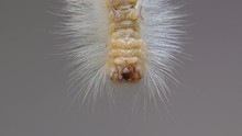 White Fluffy Caterpillar Hanging From A Branch, Spilosoma Virginica Is Species Of Moth In Subfamily Arctiinae, Yellow Woolly Bear, Yellow Bear Caterpillar, Virginia Tiger Moth. Macro Insect. 