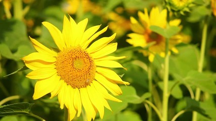 Canvas Print - Sunflowers