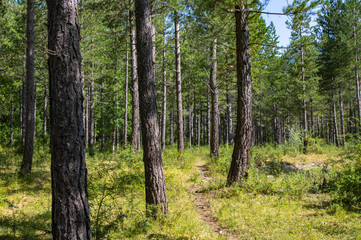  Sentier sous les pins