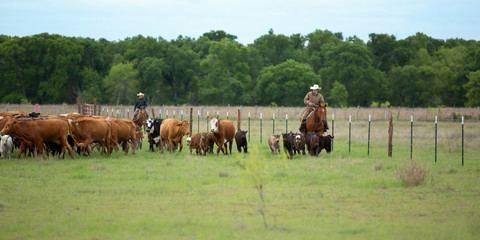 Wall Mural - Round up of cattle