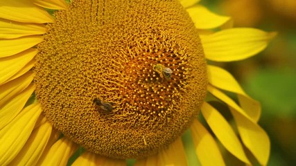 Canvas Print - Bee in sunflower