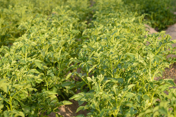 Sticker - Potato plants in a farm