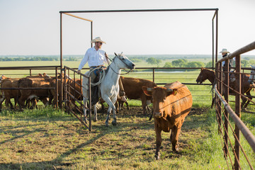 Cowboy at work