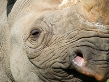 A Full Frame Close Up Of The Face Of A Baby Black Rhinoceros With Eye And Horn