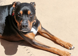 Wall Mural - Pitweiler / Rottweiler Pit Bull Mix Dog 