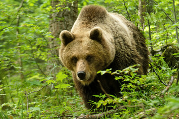 brown bear from mountains of croatia