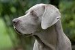 Close up profile of a weimaraner female dog