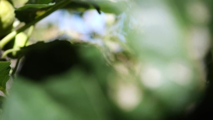 Poster - Ripe yellow-green bad figs on a tree branch. Camera movement from right to left