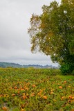 Fototapeta Krajobraz - Pumpkins growing in a field with a tree