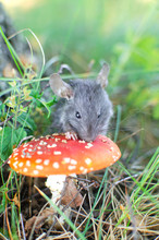 Mouse Sitting Near A Large Red Mushroom In The Autumn Forest