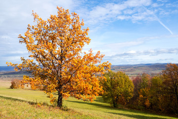 Wall Mural - Lonely oak with yellow foliage on the edge of the forest. Autumn landscape.