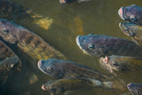 Fototapeta Do akwarium - A large group of tilapia in the pond is rising to the surface to wait for the pellet feeding. This is the farming of freshwater fish for the agricultural industry in Thailand.