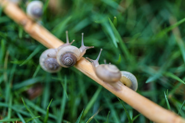 Tiny snail over a leaf