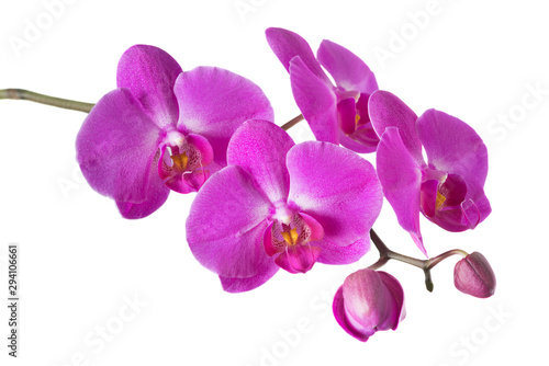 Orchid isolated on white