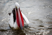 Close Up Of Pelican With Fish In Beak Floating On The Sea