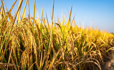 Wall Mural - Golden yellow rice ear of rice growing in autumn paddy field